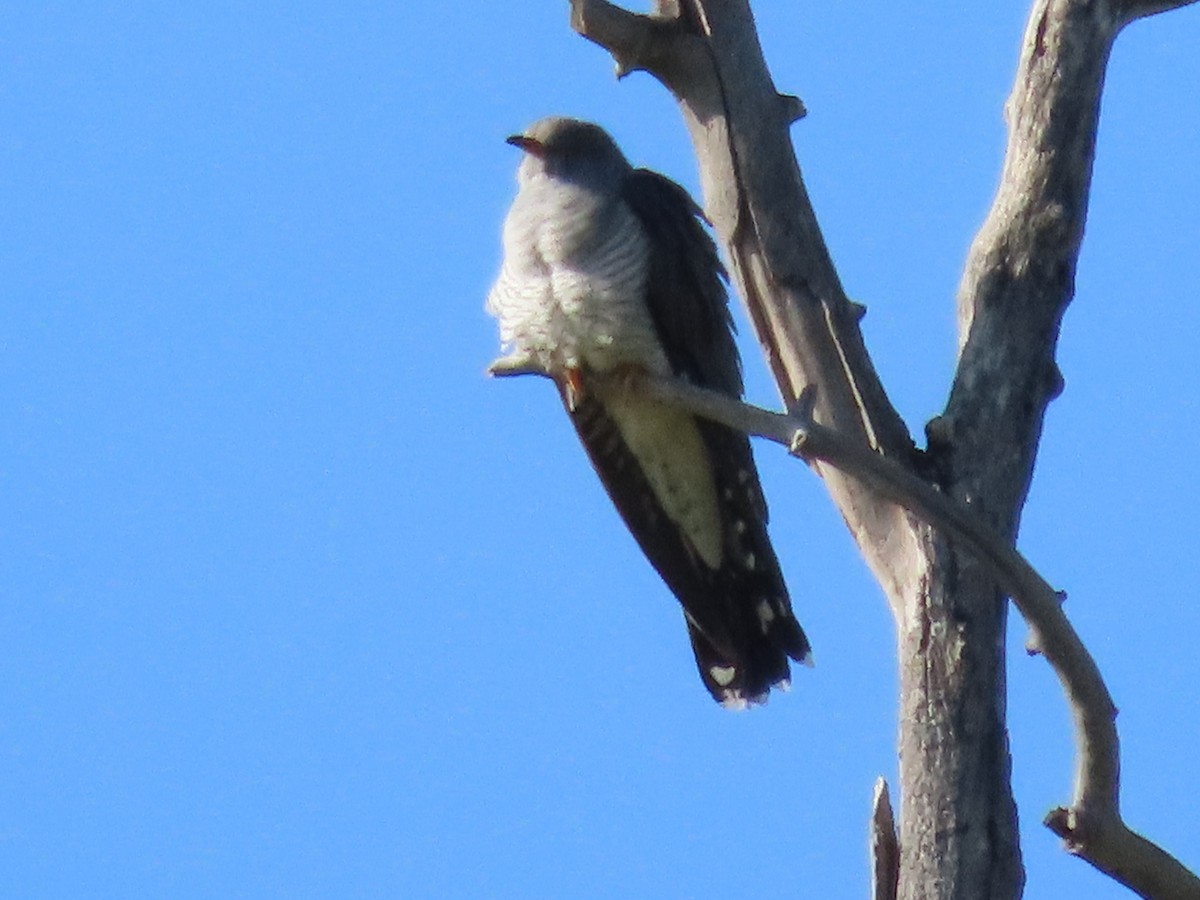 Common Cuckoo - ML620526877