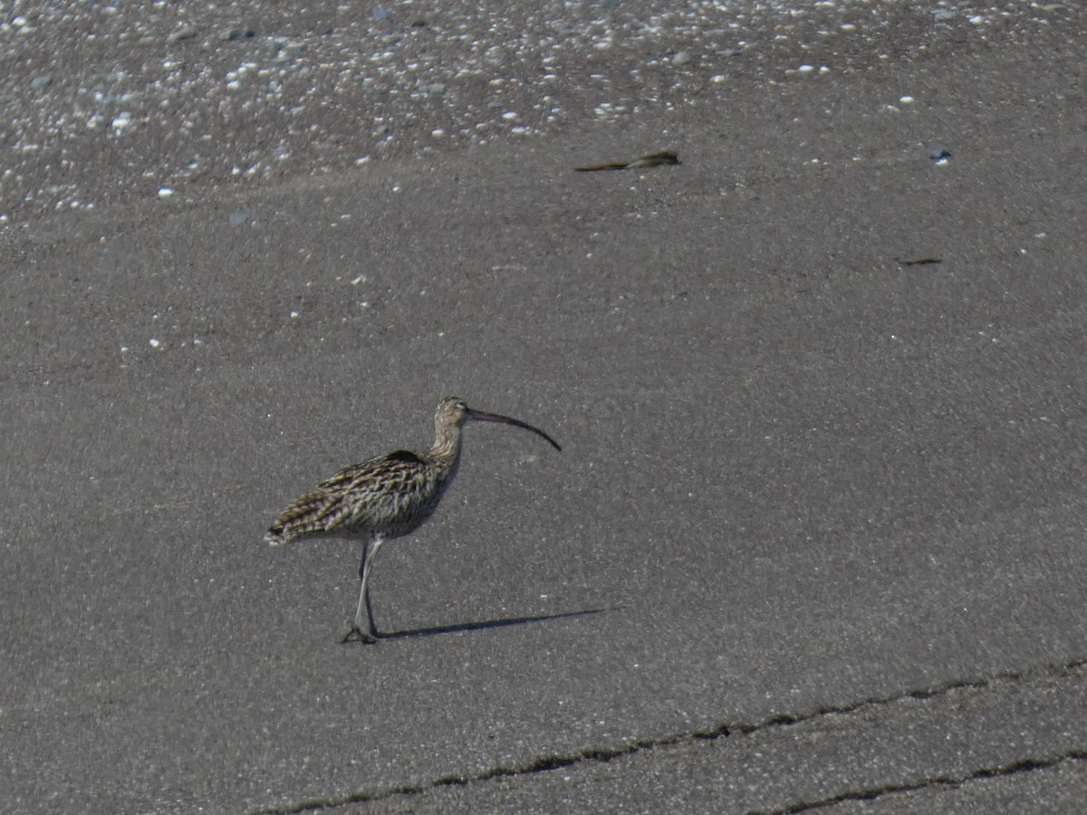 Far Eastern Curlew - ML620526882