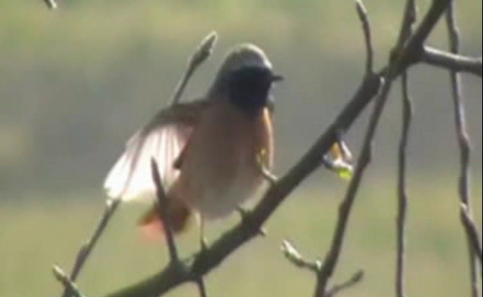 Common Redstart - ML620526884