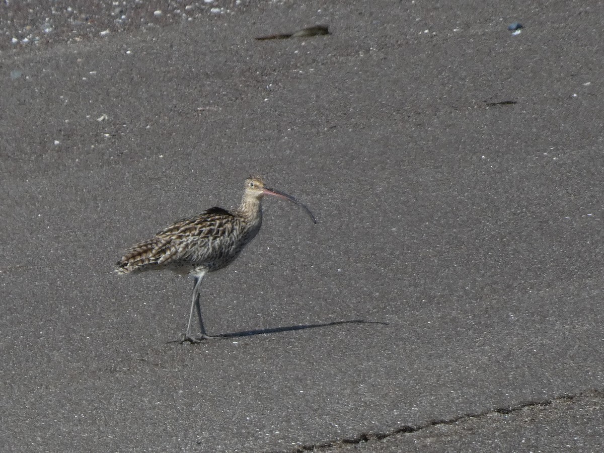 Far Eastern Curlew - ML620526886