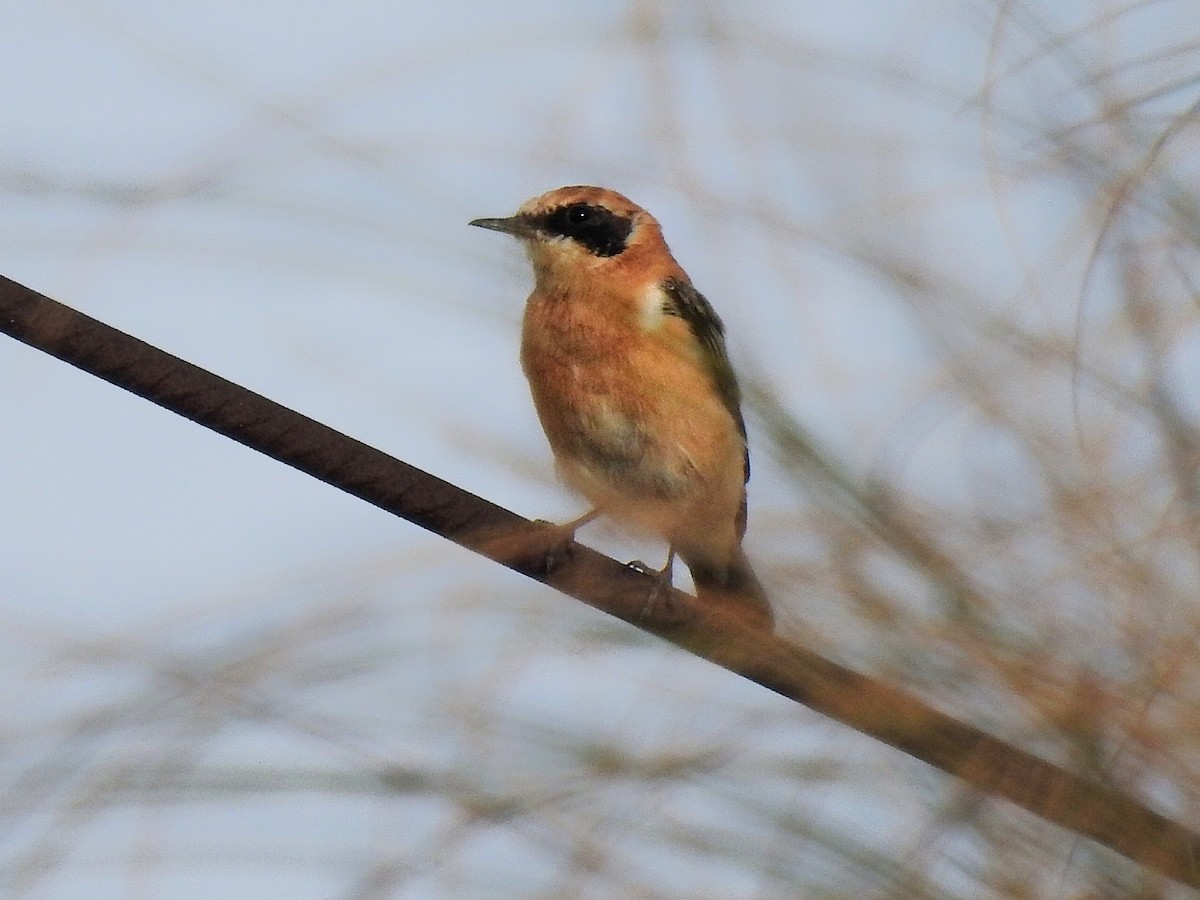 Western Black-eared Wheatear - ML620526888