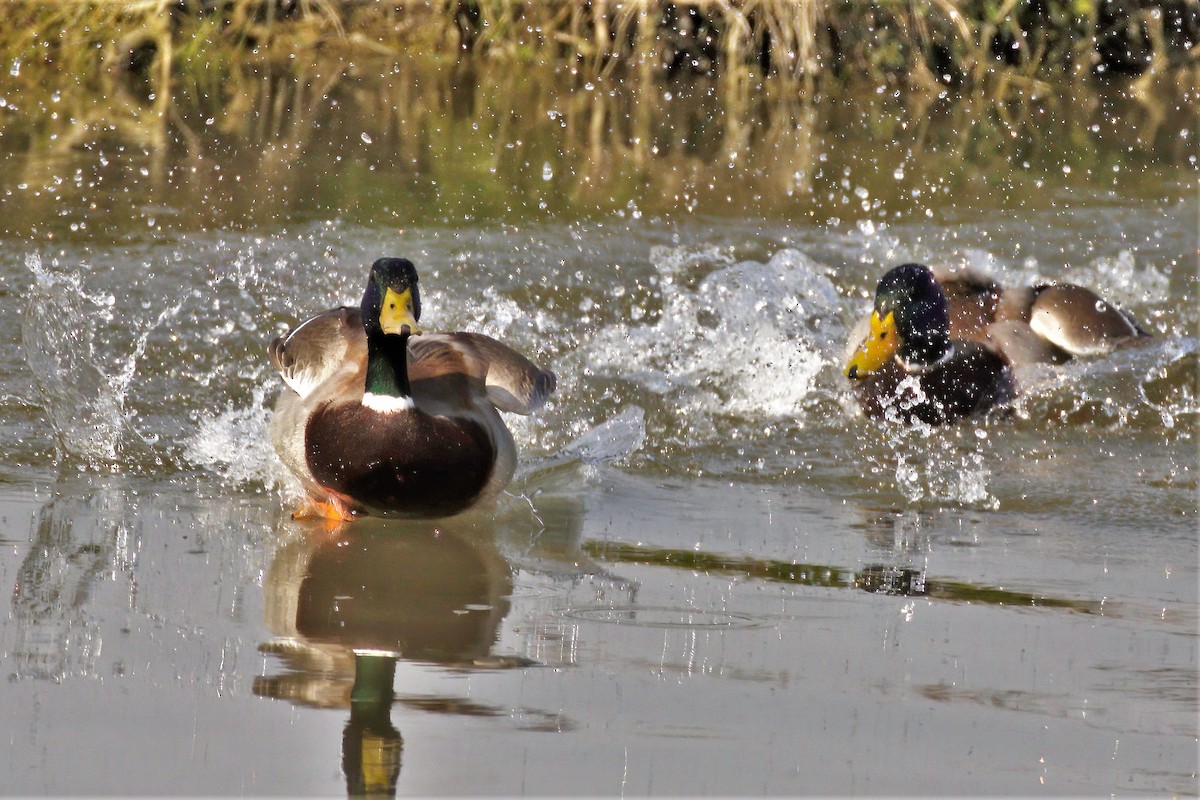 Canard colvert - ML620526891