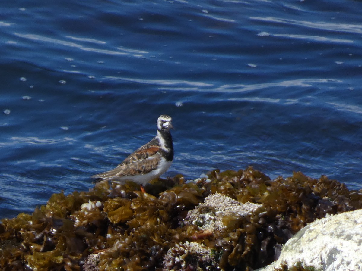 Ruddy Turnstone - ML620526896