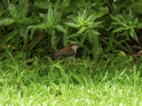 Rufous-naped Wren - ML620526897