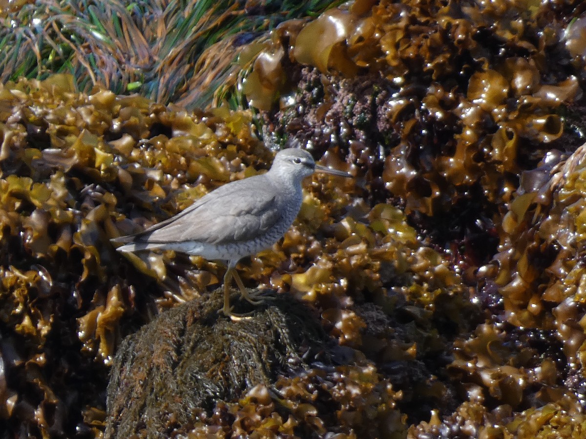 Gray-tailed Tattler - ML620526898