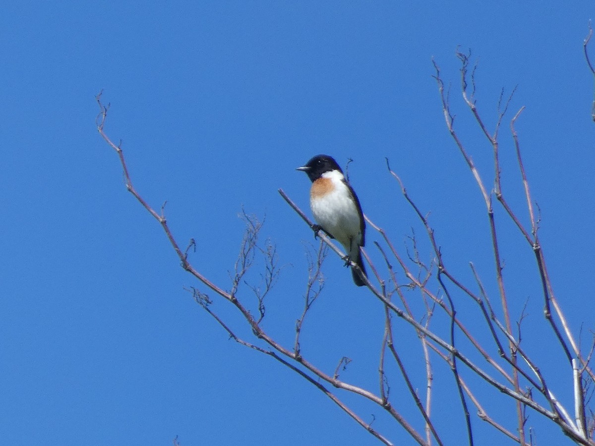 Amur Stonechat - ML620526899