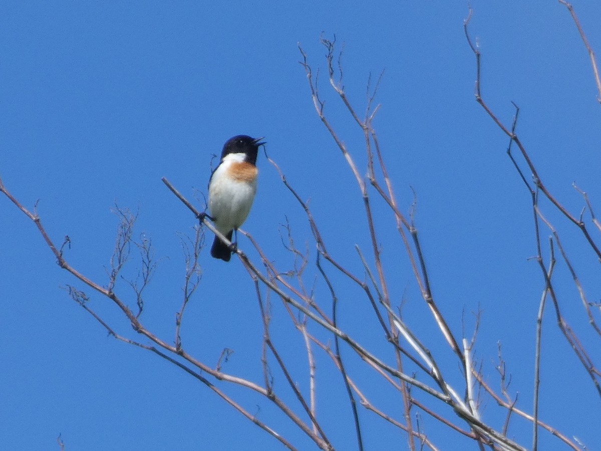 Amur Stonechat - ML620526900