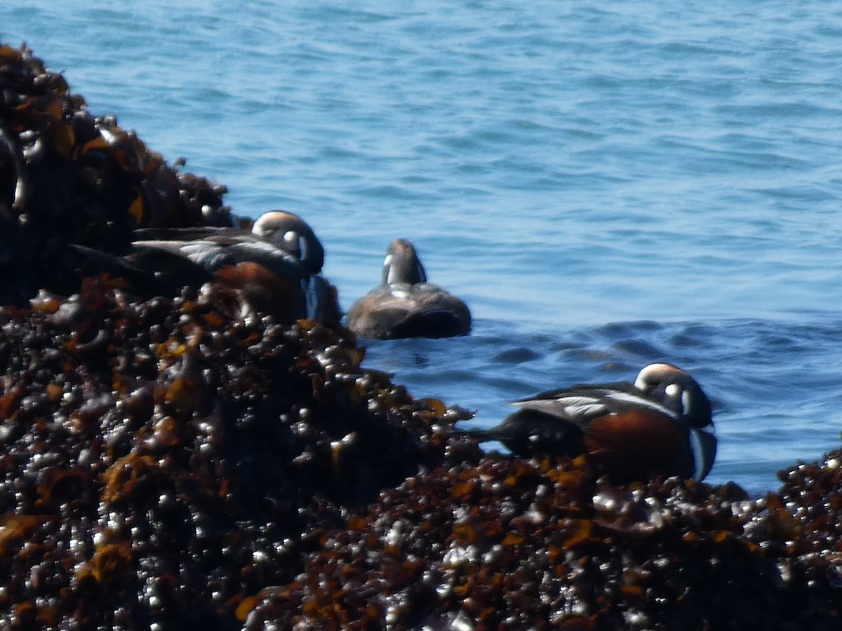 Harlequin Duck - ML620526916