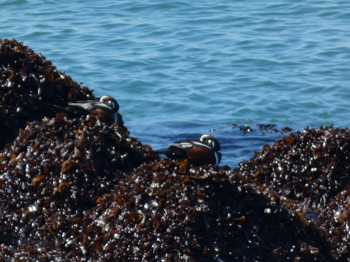 Harlequin Duck - ML620526919