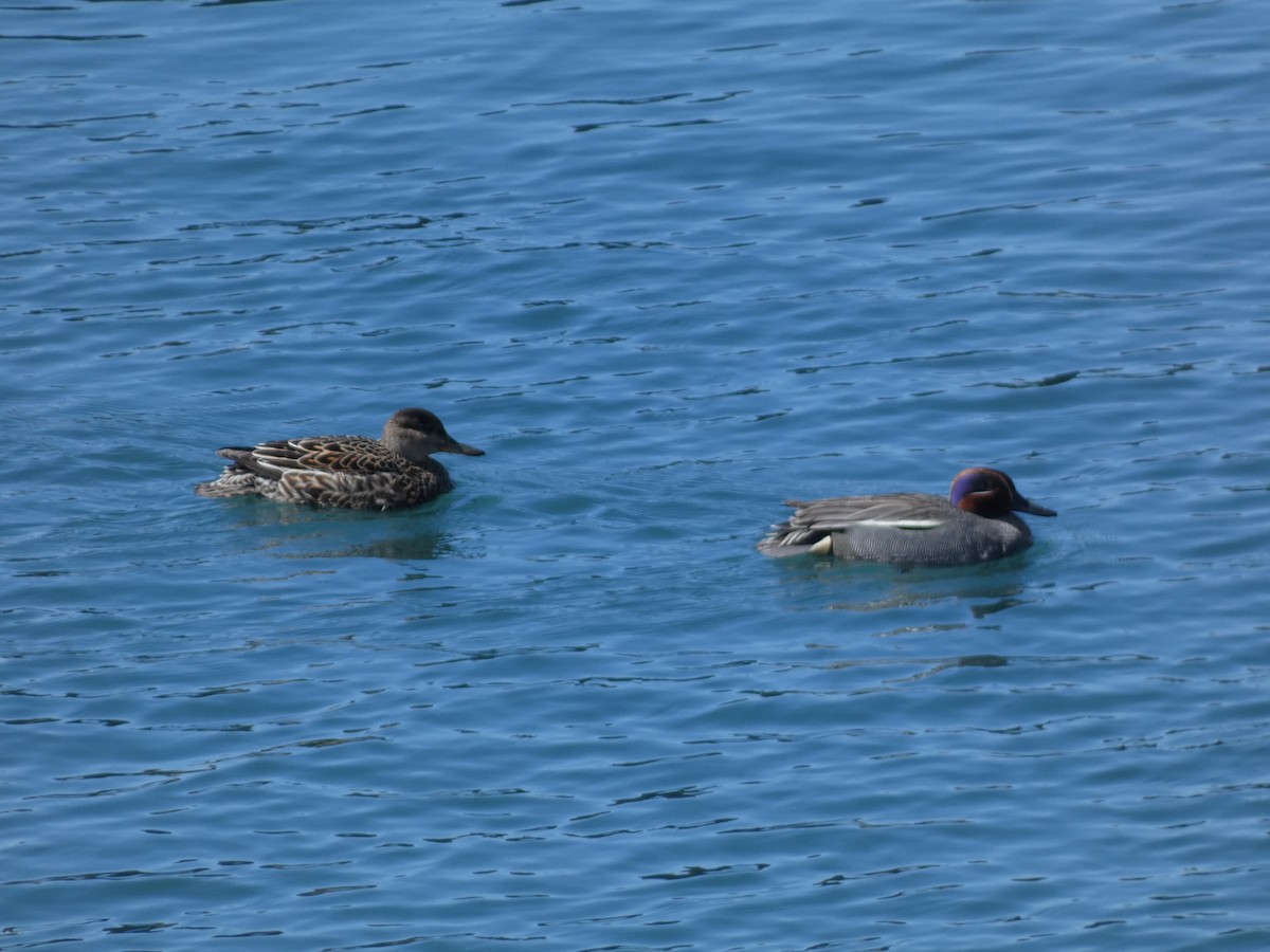 Green-winged Teal - ML620526926