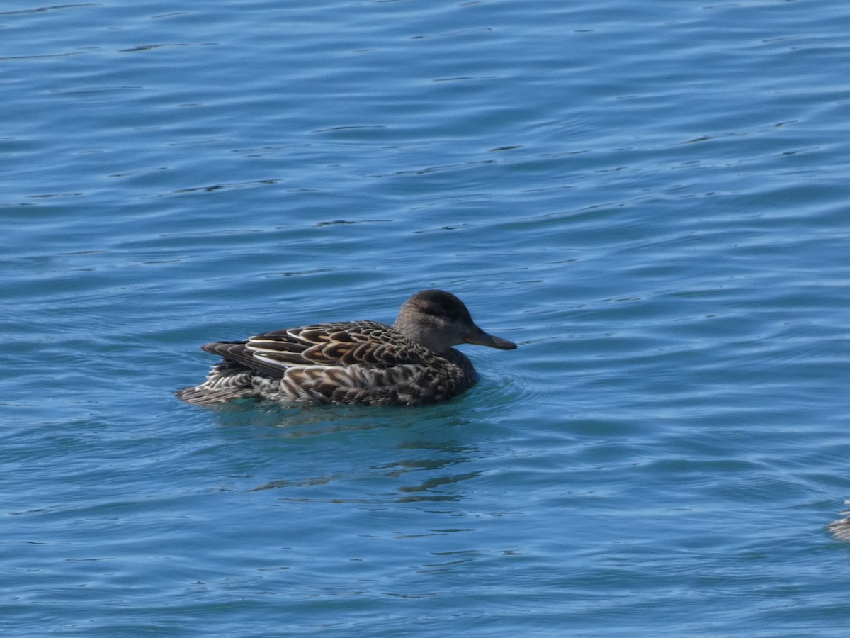 Green-winged Teal - ML620526931