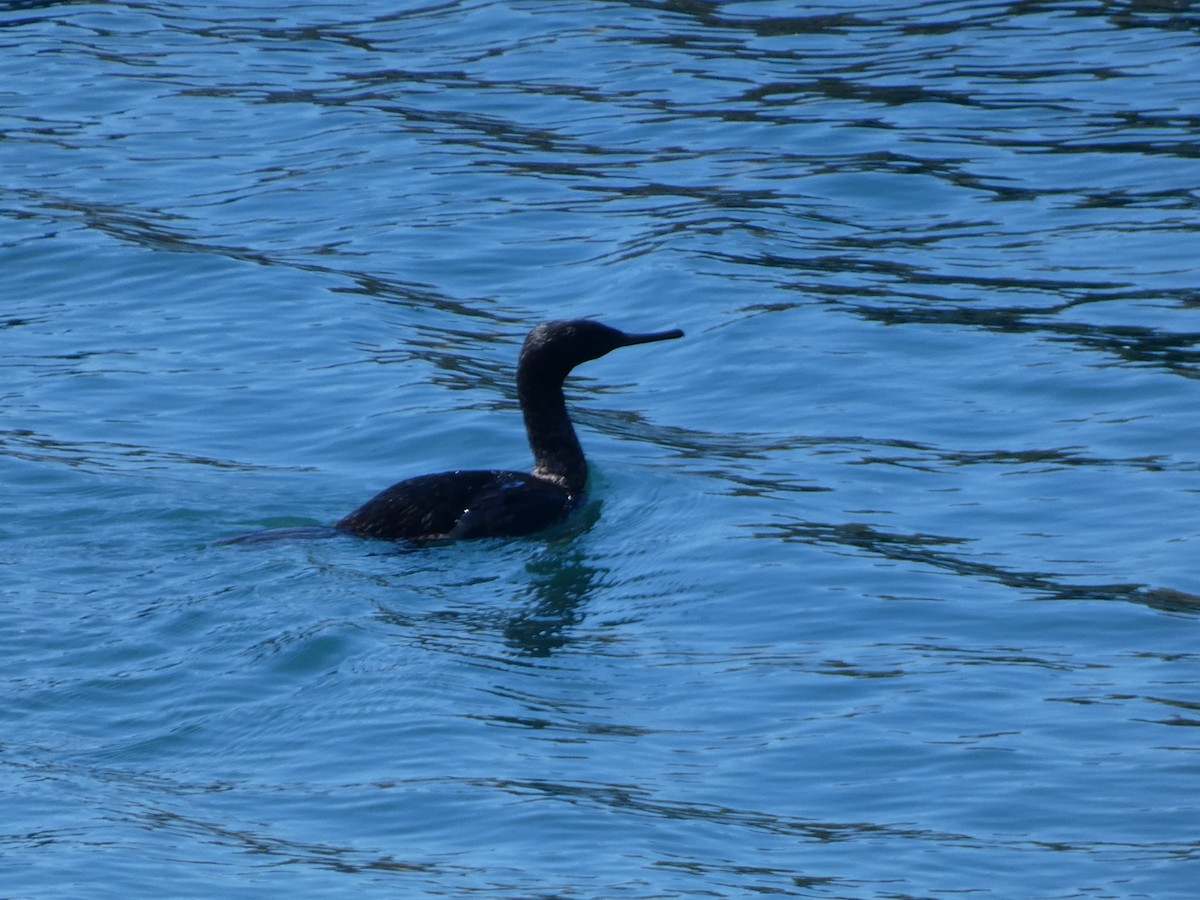 Cormoran pélagique - ML620526935