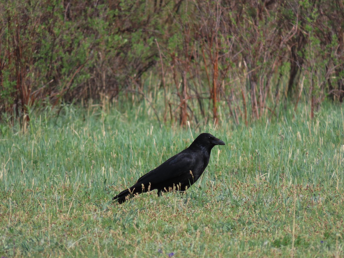 Carrion Crow - ML620526936