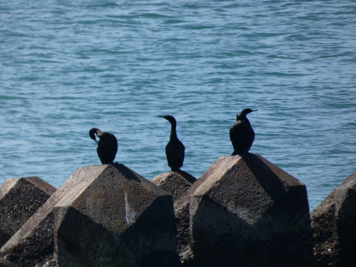 Cormorán Pelágico - ML620526939