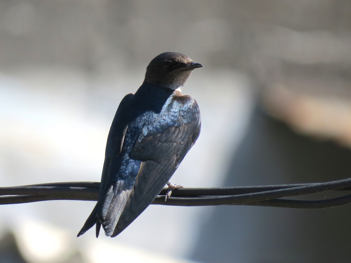 Golondrina Pechigrís - ML620526940