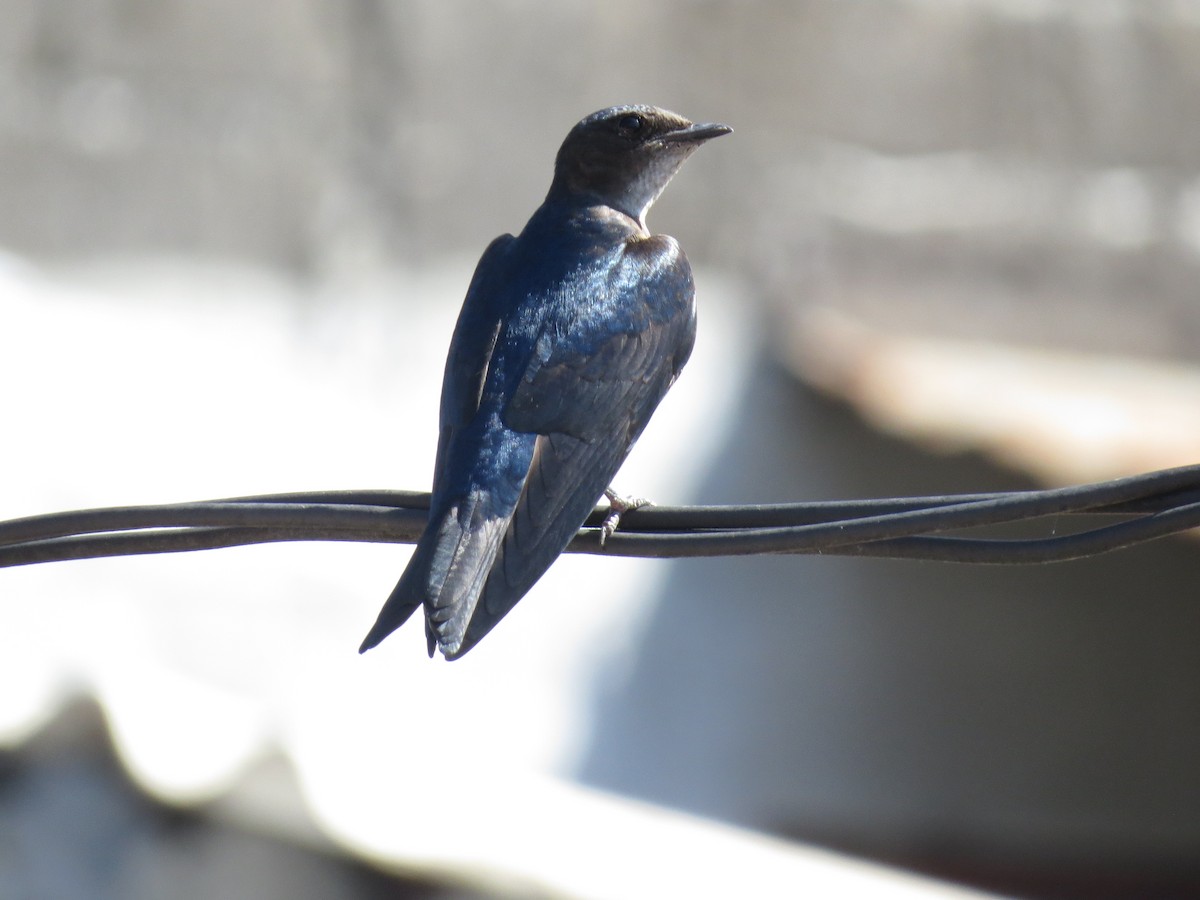 Gray-breasted Martin - ML620526941