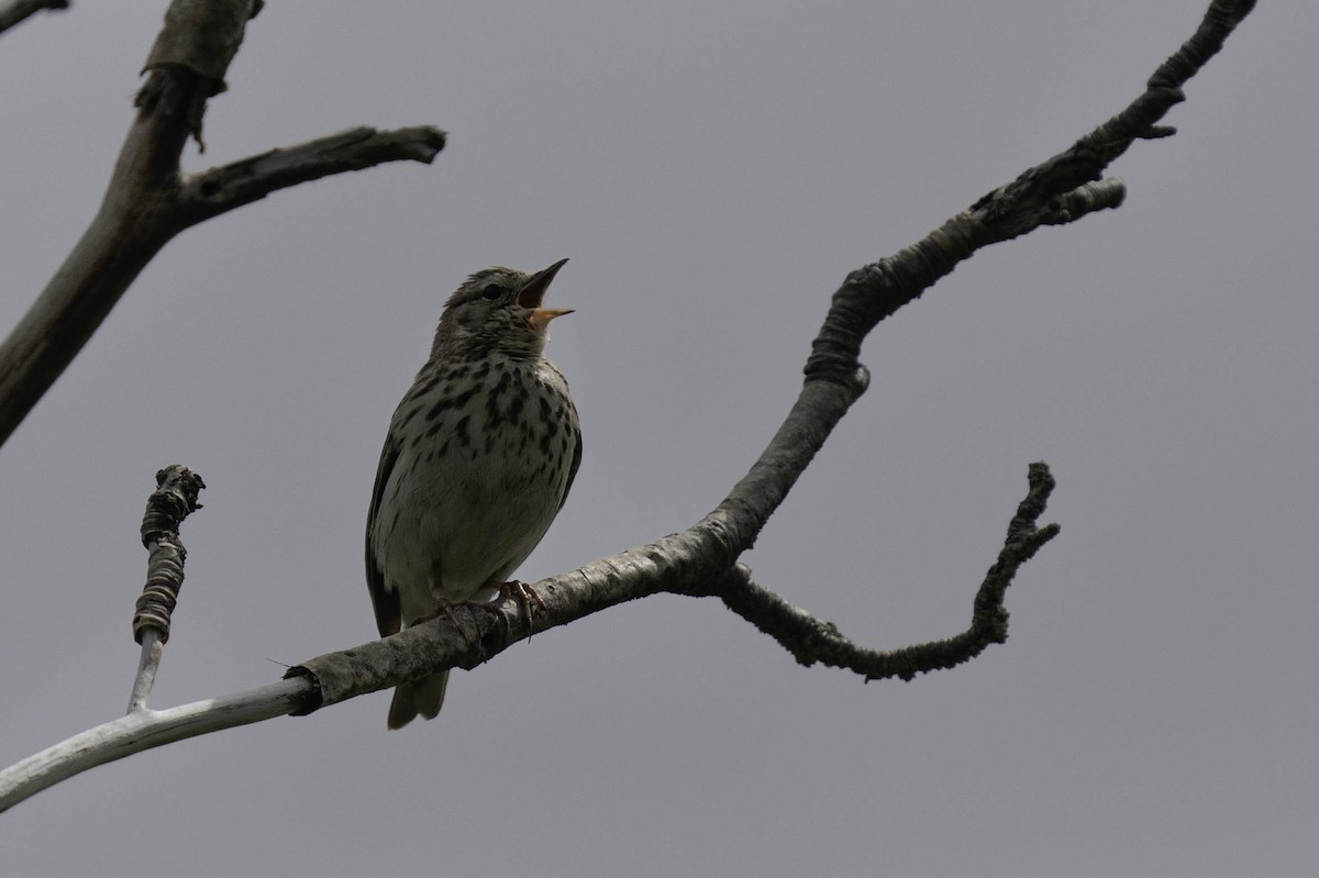 Tree Pipit - ML620526942