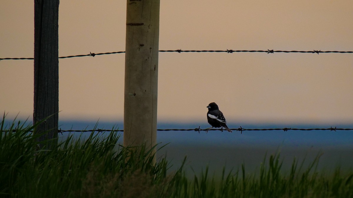 Lark Bunting - Bob Izumi