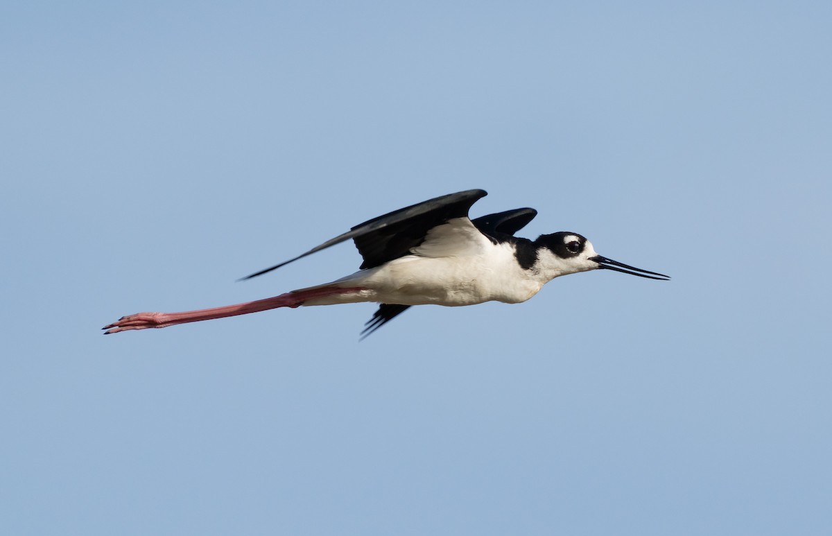 Black-necked Stilt - ML620526947