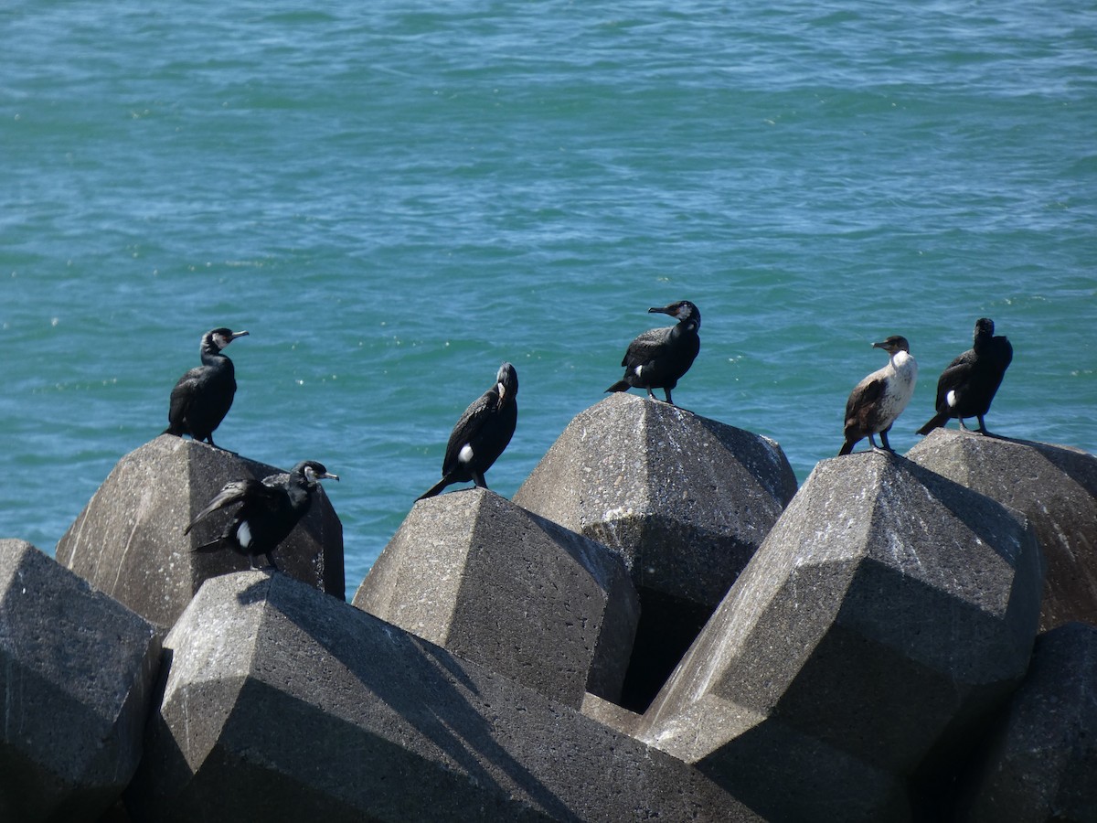 Great Cormorant - ML620526950