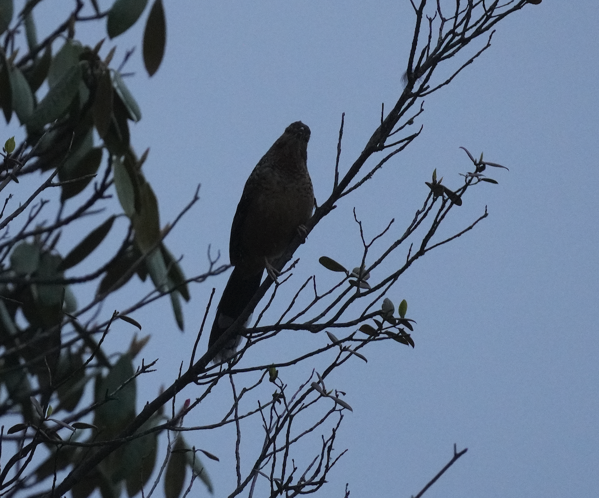 Giant Laughingthrush - ML620526956