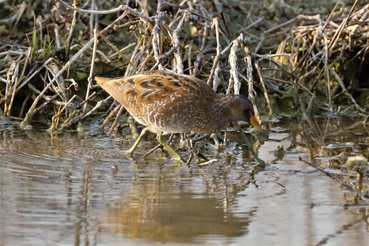 Spotted Crake - ML620526957