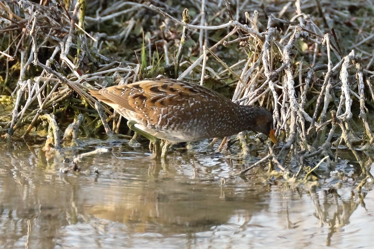 Spotted Crake - ML620526958