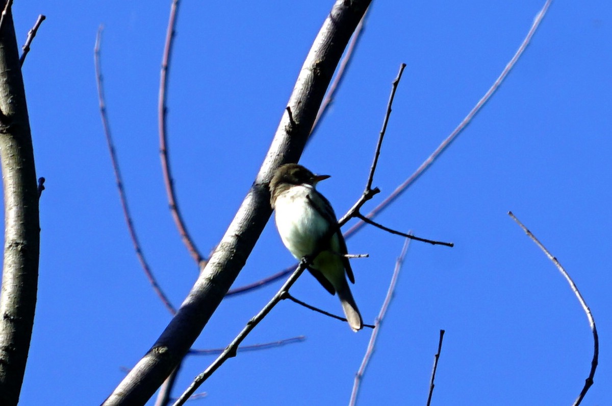 Willow Flycatcher - ML620526962