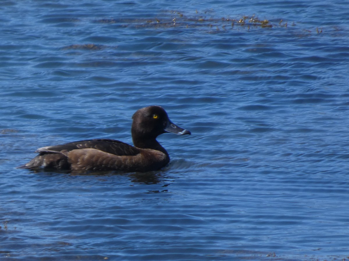 Tufted Duck - ML620526965