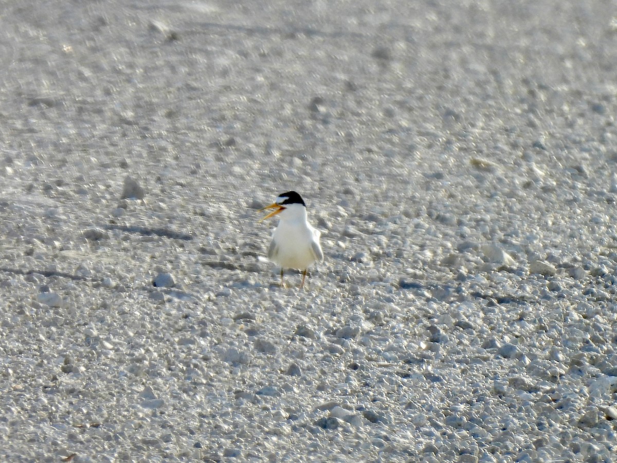 Least Tern - ML620526972