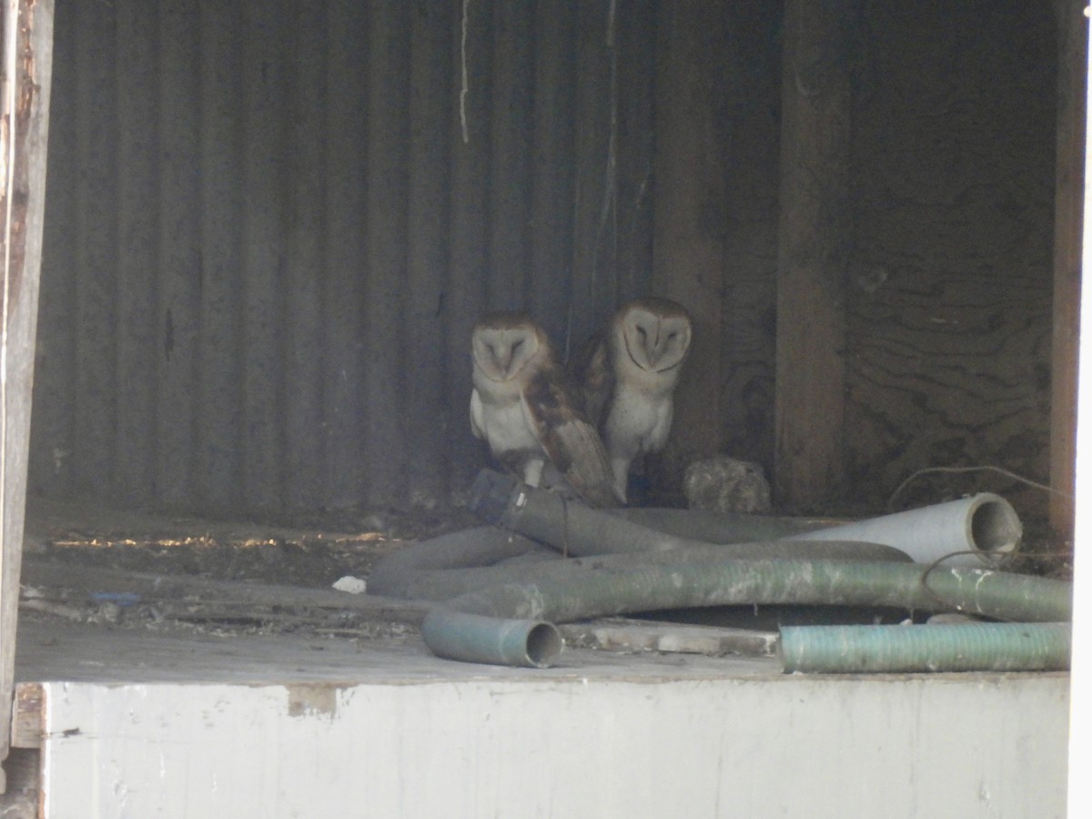 Barn Owl - ML620526975