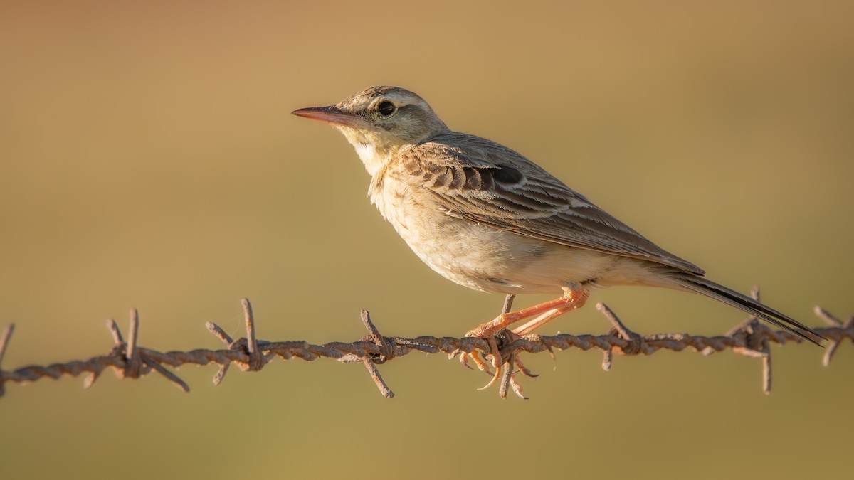 Tawny Pipit - ML620526976