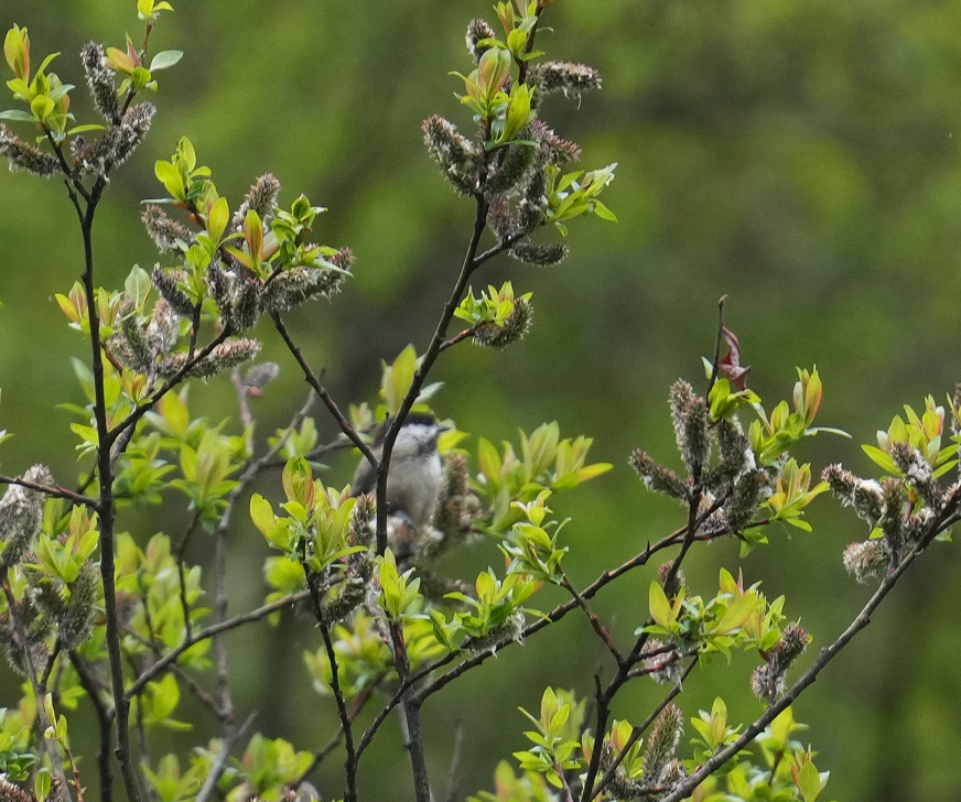 Sichuan Tit - ML620526977