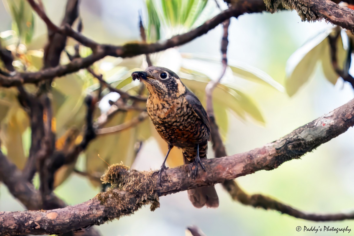 Chestnut-bellied Rock-Thrush - ML620526978