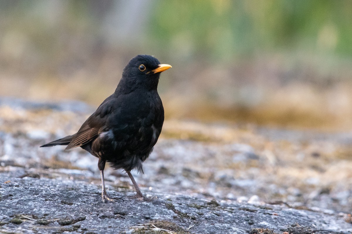 Eurasian Blackbird - ML620526981