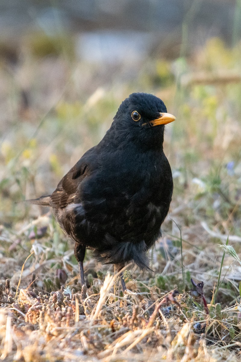 Eurasian Blackbird - ML620526982