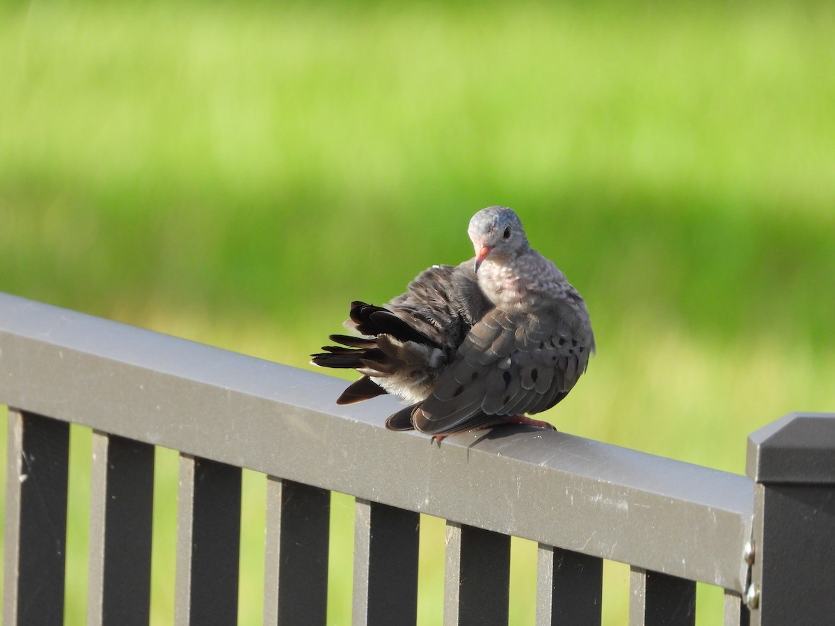 Common Ground Dove - ML620526987