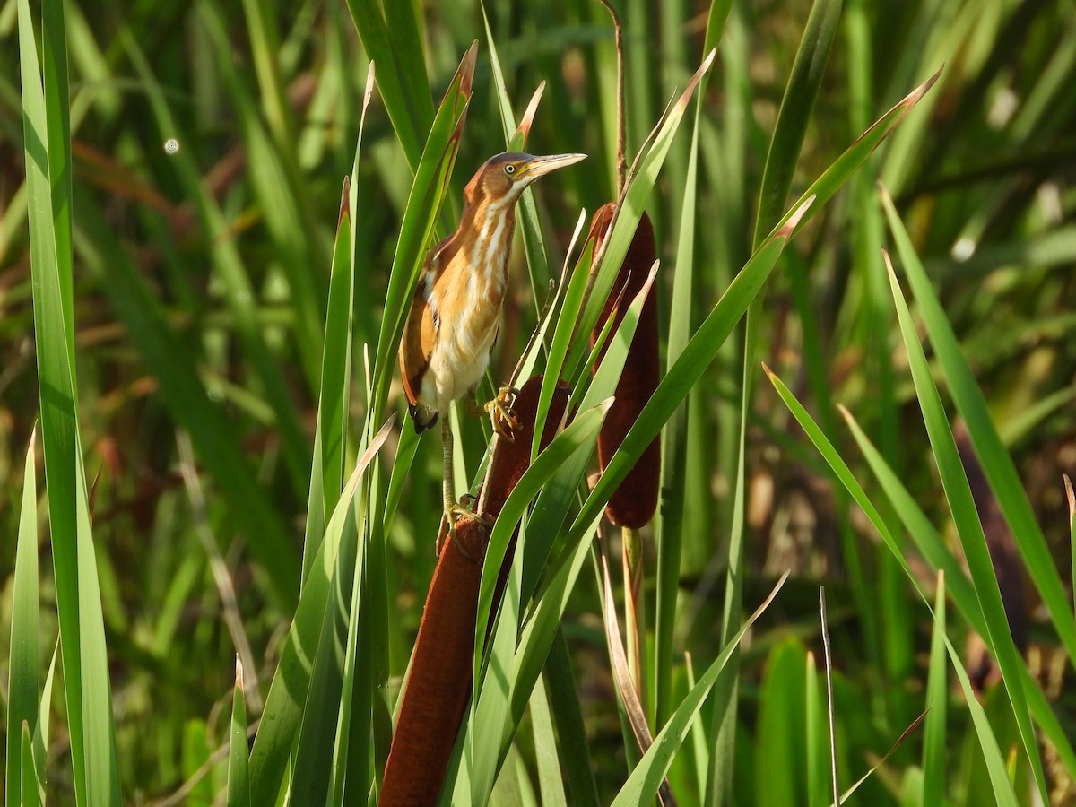 Least Bittern - ML620526991