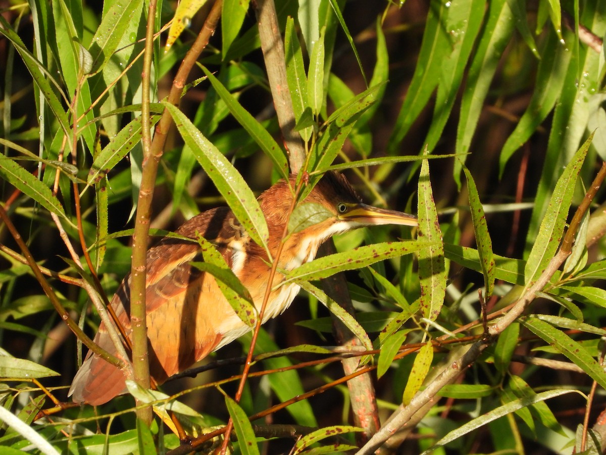 Least Bittern - ML620526992