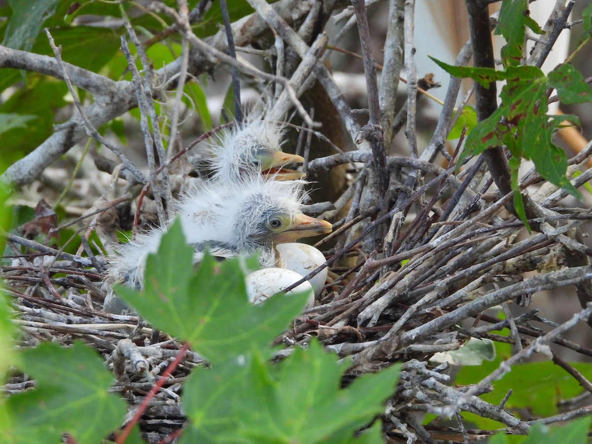 Western Cattle Egret - ML620526993