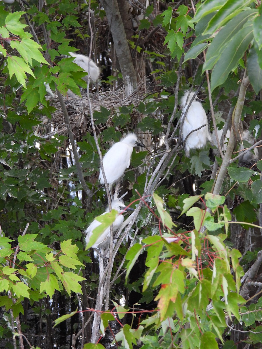 Western Cattle Egret - ML620526995