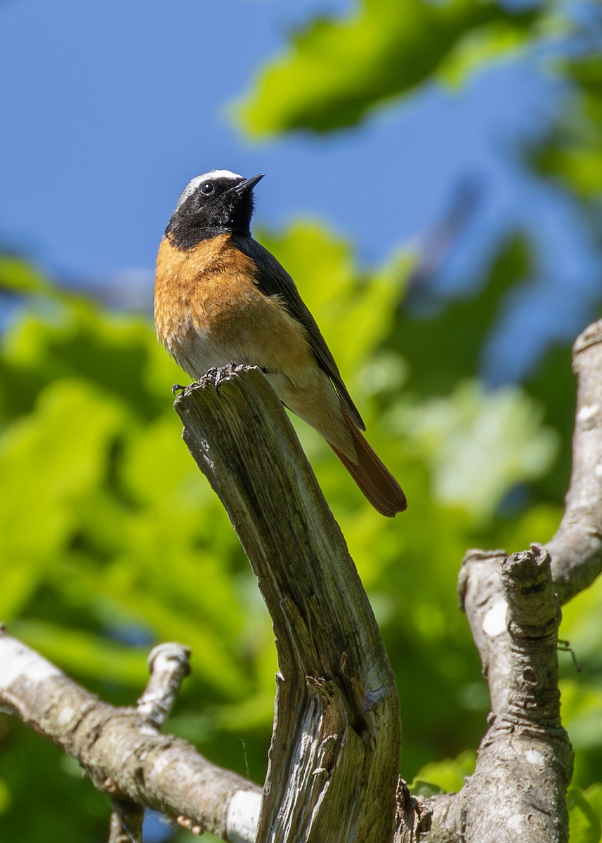 Common Redstart (Common) - ML620527000