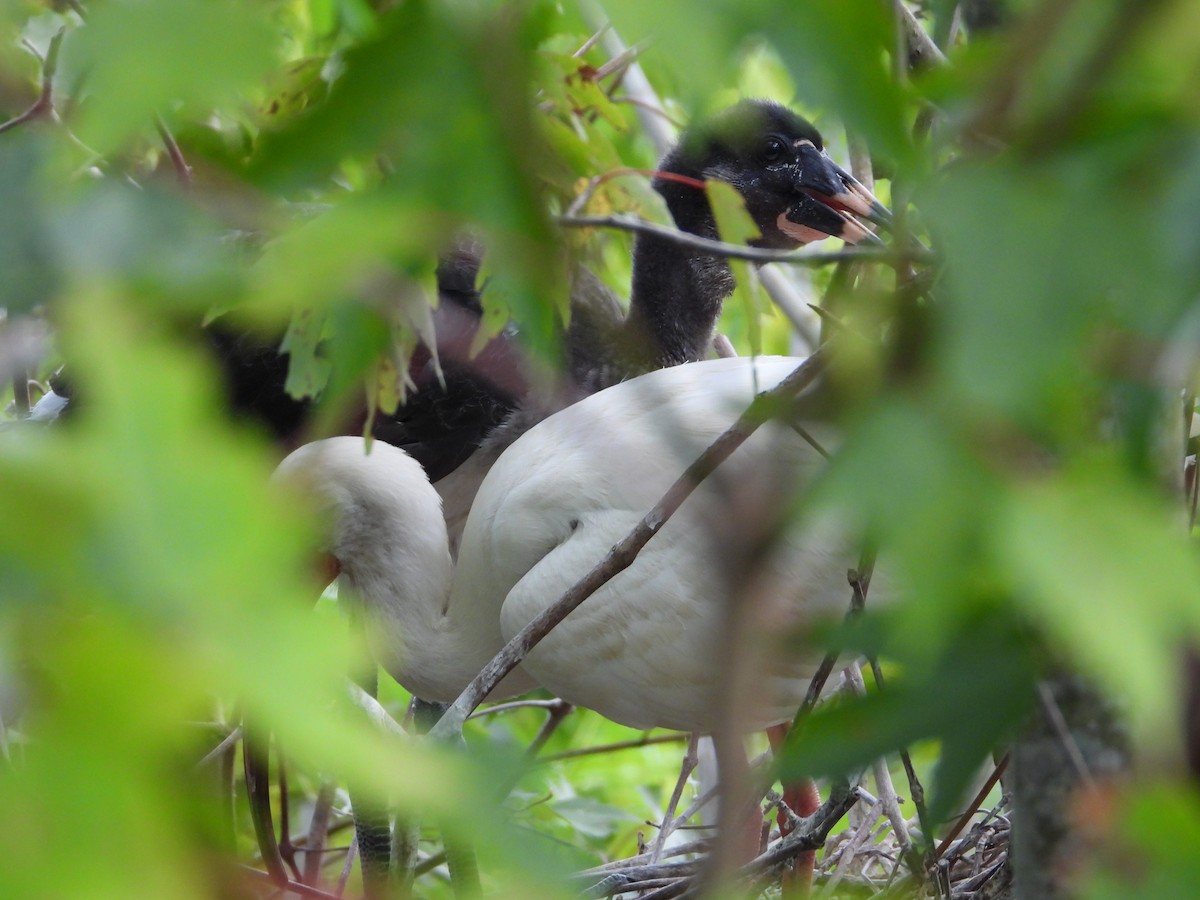 White Ibis - ML620527005