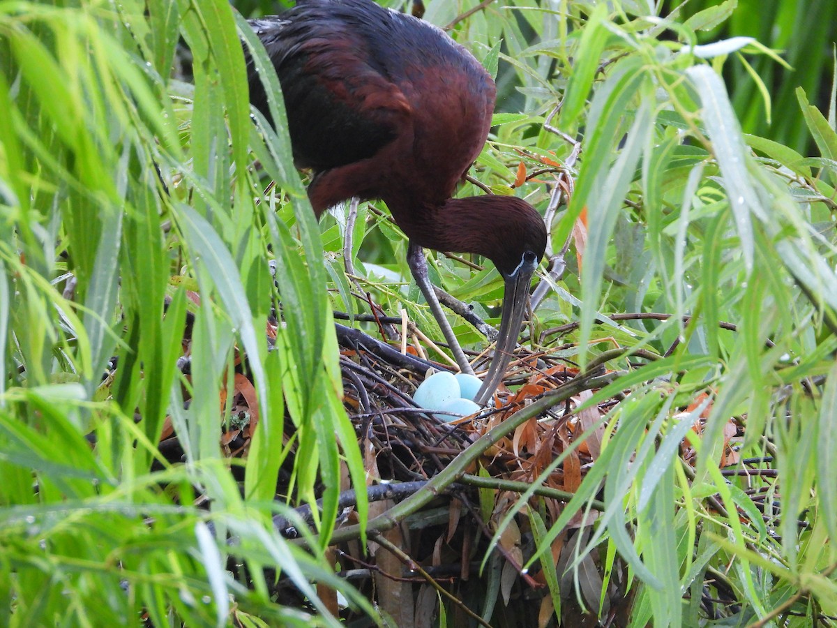 ibis hnědý - ML620527007