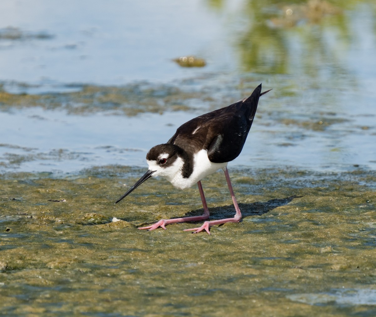 Black-necked Stilt - ML620527008