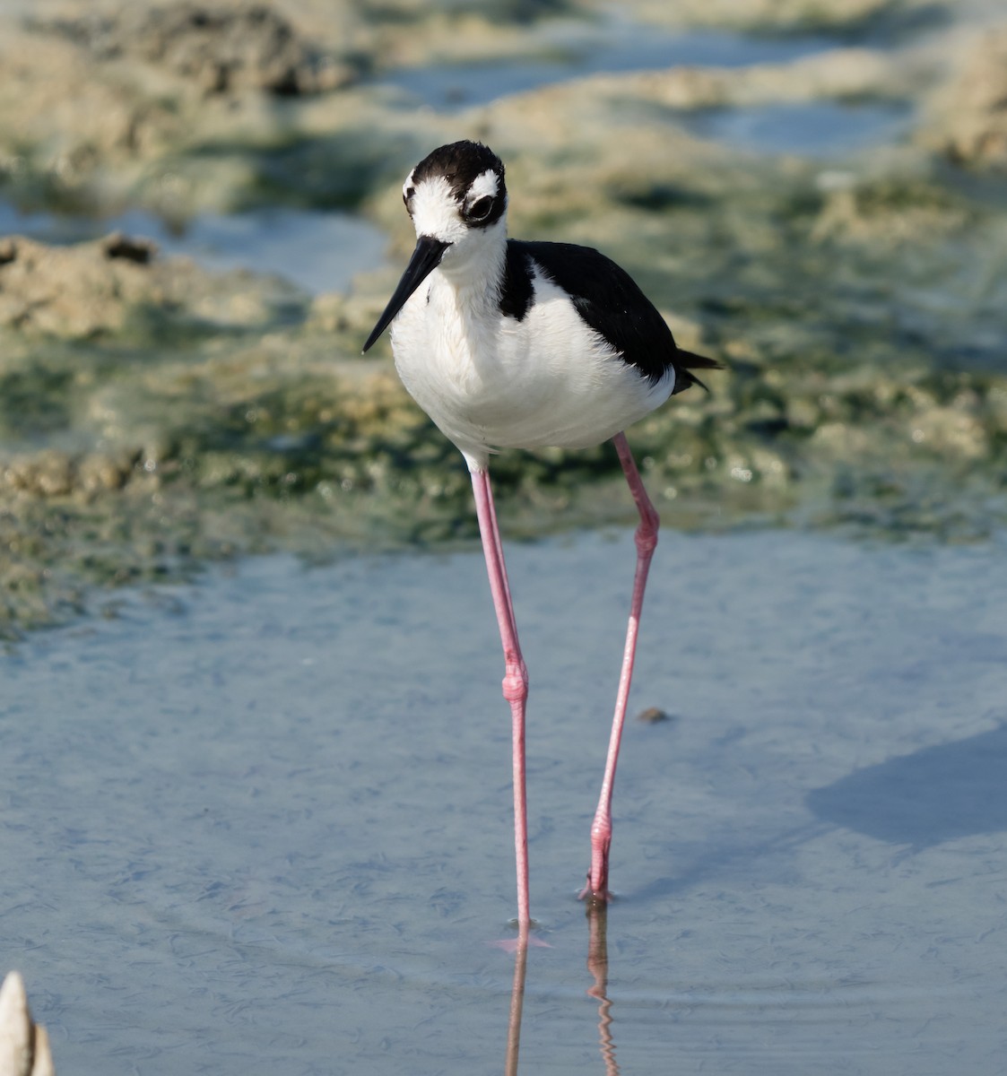 Black-necked Stilt - ML620527010