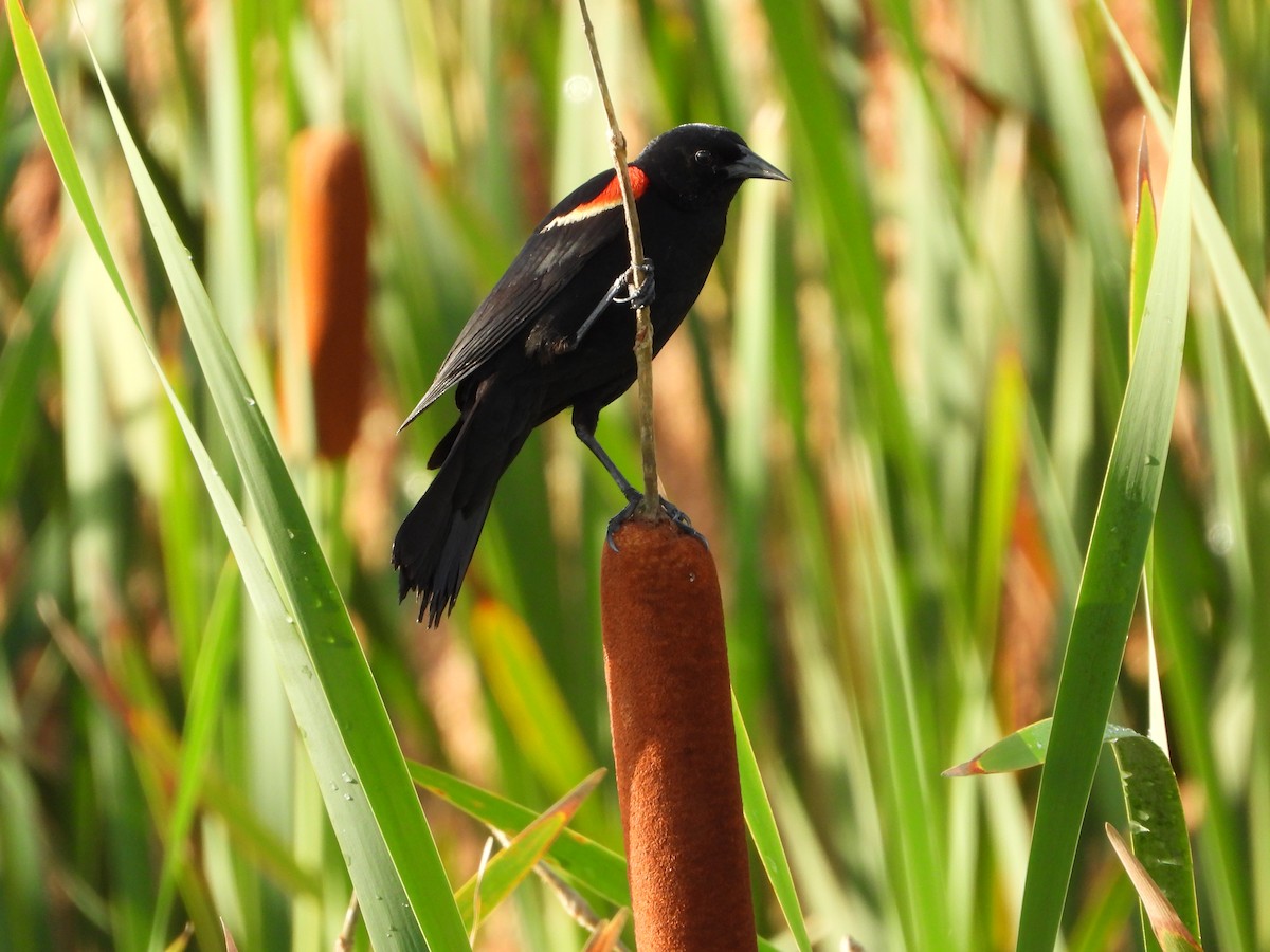 Red-winged Blackbird - ML620527011