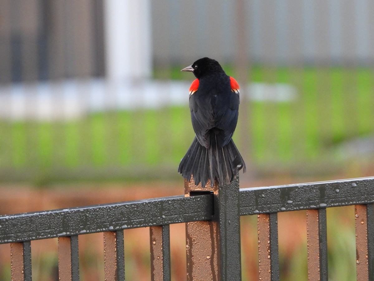 Red-winged Blackbird - ML620527012