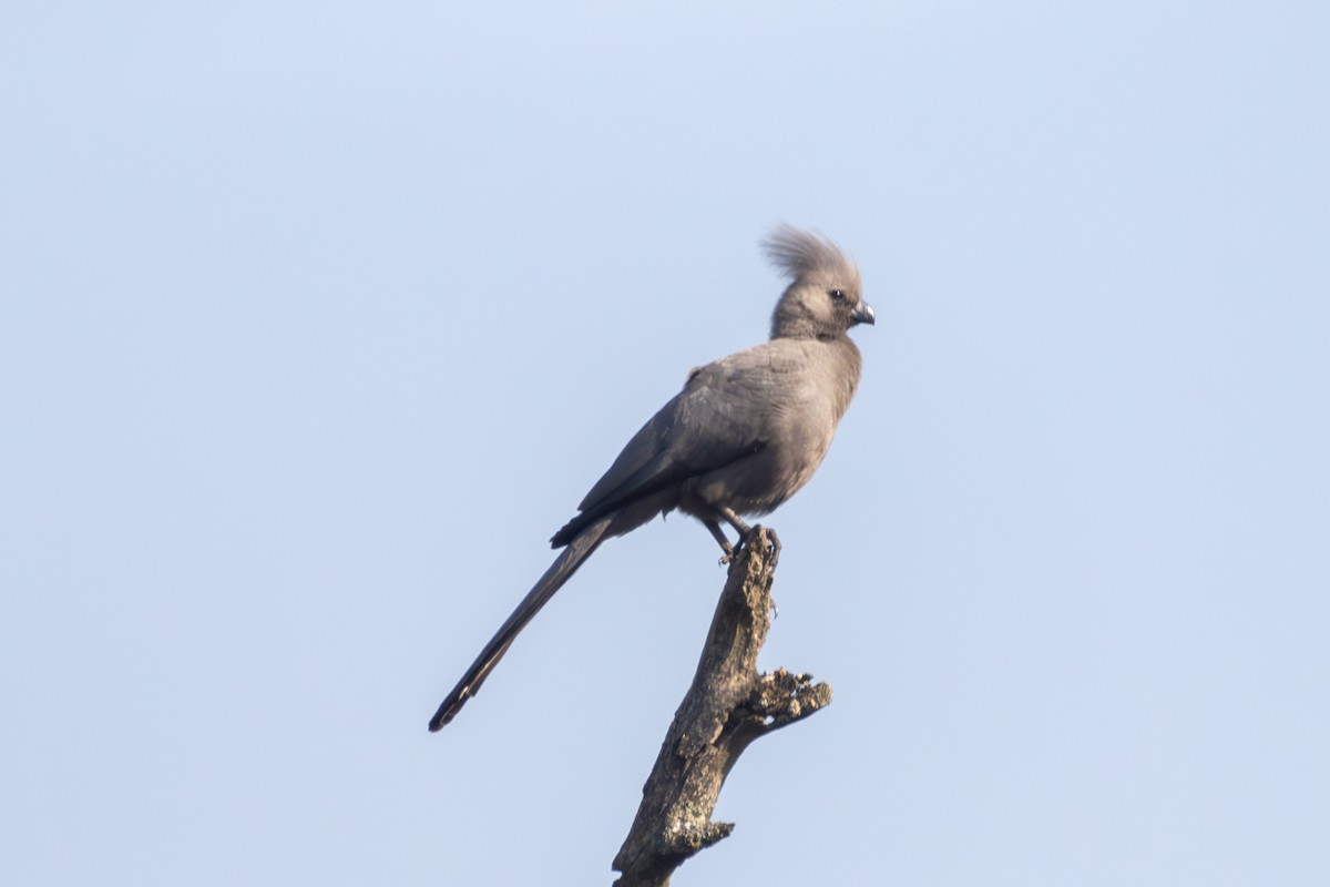 Gray Go-away-bird - ML620527013