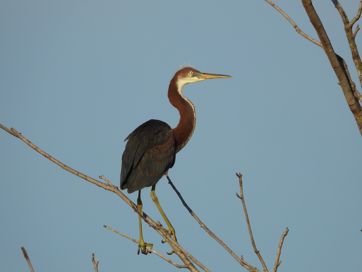 Tricolored Heron - ML620527014